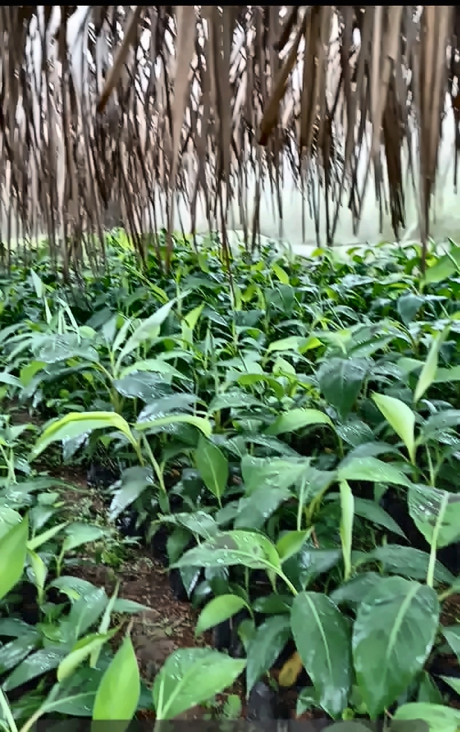 CICTRANS livestock and non-timber forest product value chain activities